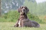 DOGUE ALLEMAND 435